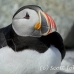 puffin_atlantic_msi_h_1583_can1204.jpg